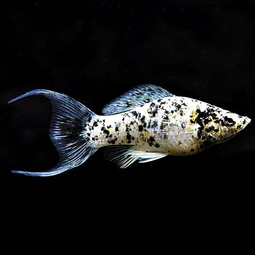 Poecilia velifera dalmatier - Segelkärpfling dalmatiner lyretail M